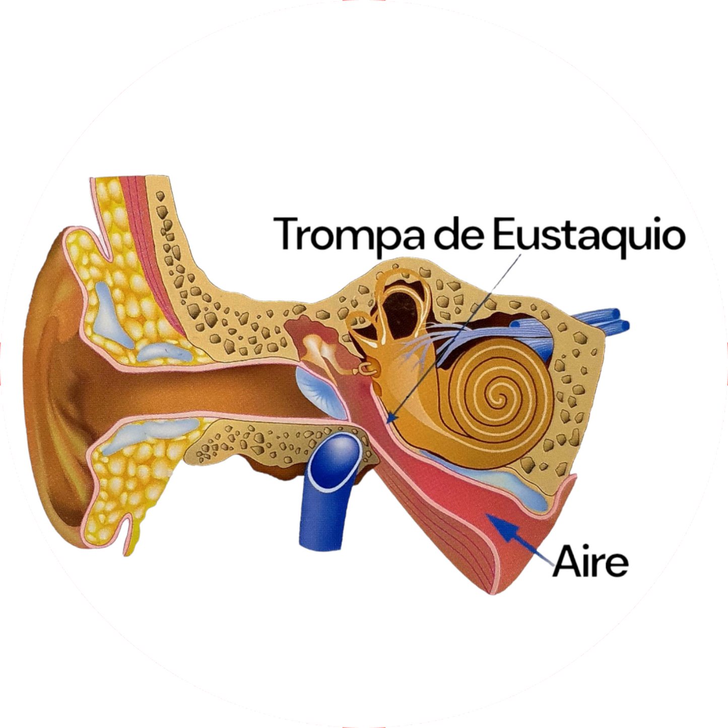 Smart Eustaquio – Dile adiós a los oídos taponados, sin medicamentos